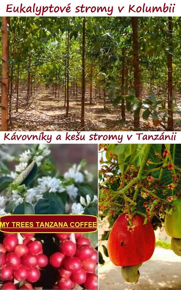 Investujte s komunitou MY TREES do eukalyptů v Kolumbii a do kávovníků a stromů kešu v Tanzánii.