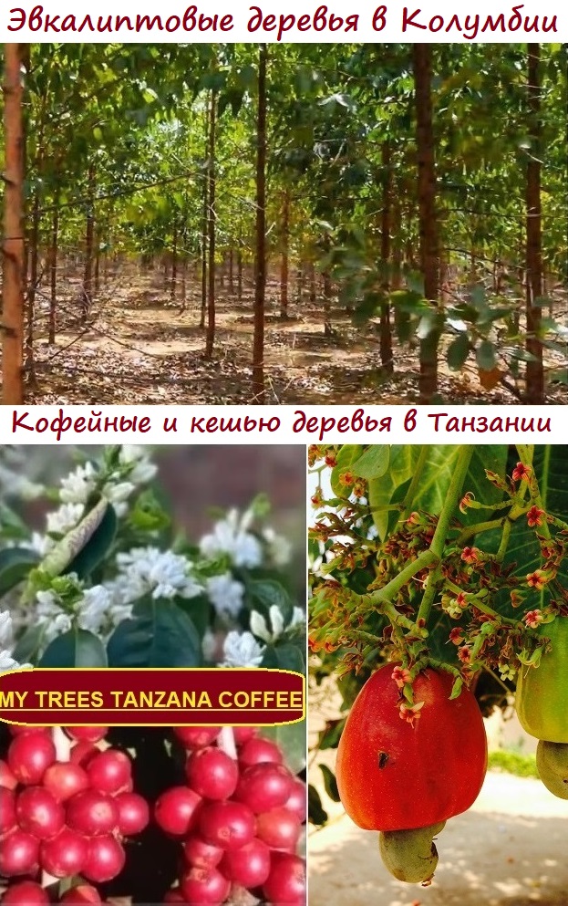 Инвестируйте вместе с сообществом MY TREES в эвкалипты в Колумбии, а также кофейные деревья и деревья кешью в Танзании.