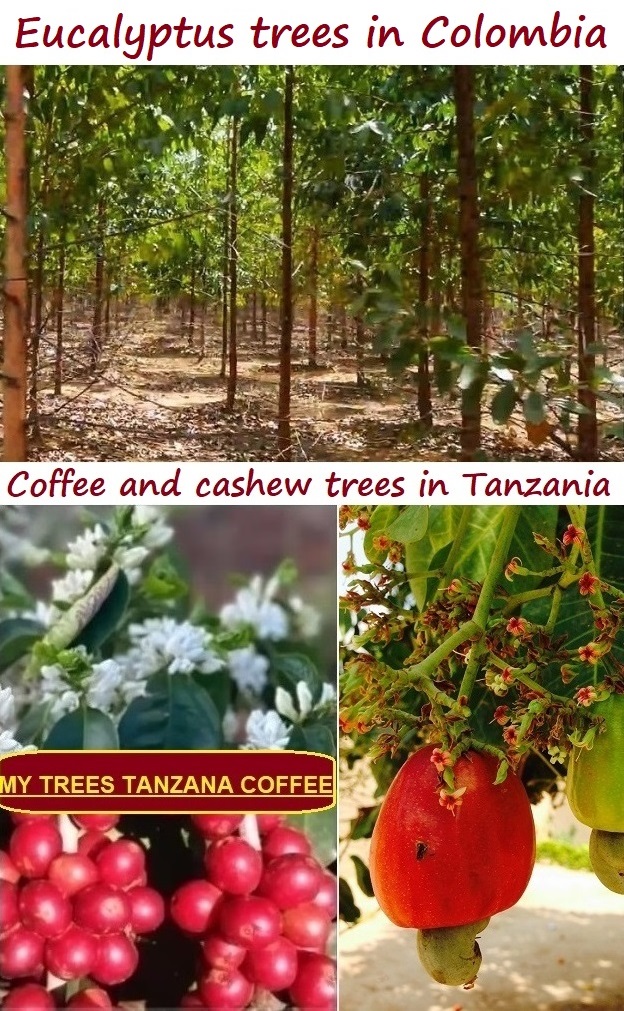Invest with the MY TREES community in eucalyptus trees in Colombia and coffee and cashew trees in Tanzania.