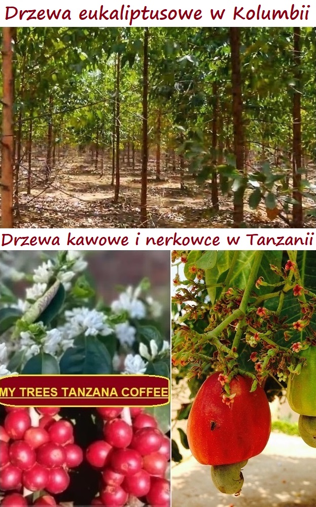 Zainwestuj wraz ze społecznością MY TREES w drzewa eukaliptusowe w Kolumbii oraz drzewa kawowe i nerkowca w Tanzanii.