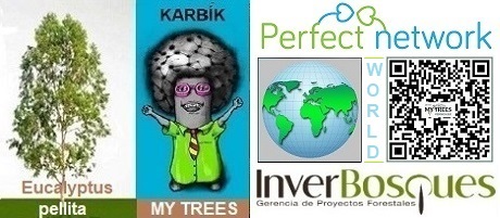 The Karbík figurine is the mascot of the My Trees global project founded by Perfect Network, Inc. and Degirans SE, working closely with the Colombian company InverBosques, commercially grow eucalyptus (Eucalyptus Pellita) on their farms in South America to produce carbon credits and process the wood of these fast-growing trees. Eucalyptus trees can grow up to 35 years. Join our global business and use the QR code to connect.