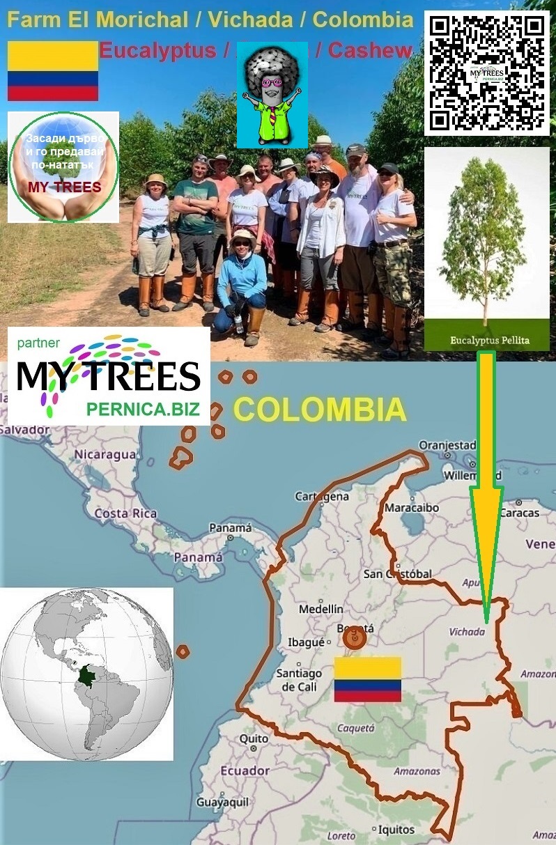 MY TREES Глобален проект и еко-бизнес. Ферма El Morichal, Вичада, Колумбия. Ние засаждаме тези бързорастящи дървета - евкалипт, акация, кашу. Зденек Перница/PERNICA.BIZ е партньор на проекта My Trees. Присъедини се към нас!