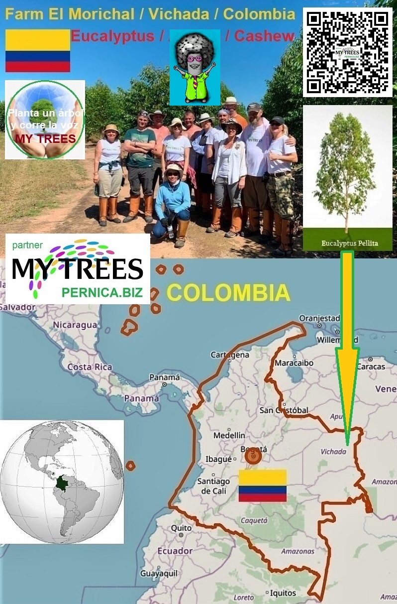 MY TREES Proyecto Global y Eco-Negocios. Finca El Morichal, Vichada, Colombia. Plantamos estos árboles de rápido crecimiento: eucalipto, acacia, anacardo (marañón). Zdenek Pernica/PERNICA.BIZ es socio del proyecto My Trees. ¡Únete a nosotros!