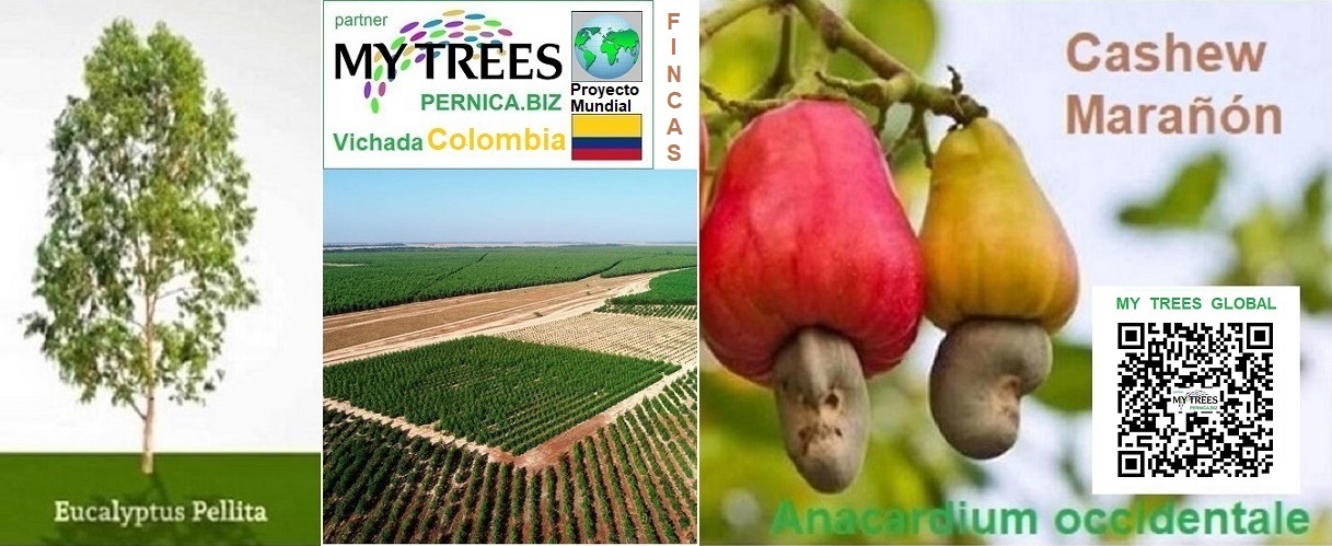My Trees Global: En la finca El Morichal en Vichada, Colombia, cultivamos árboles de rápido crecimiento: eucalipto, acacia y marañon